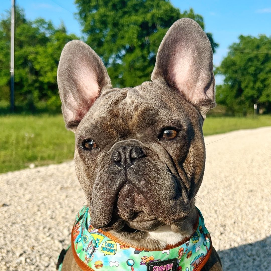 Profile photo