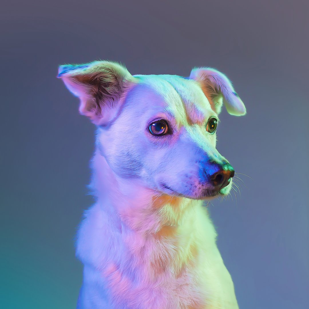 Profile photo