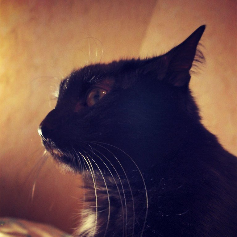 Profile photo