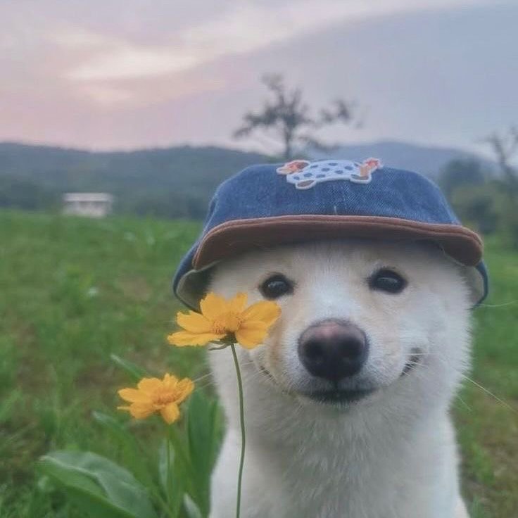 Profile photo