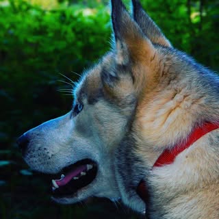 Profile photo