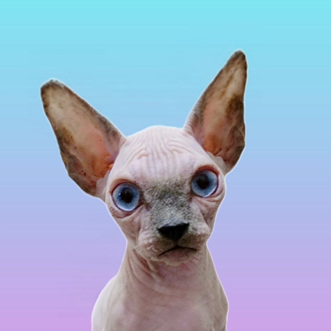 Profile photo